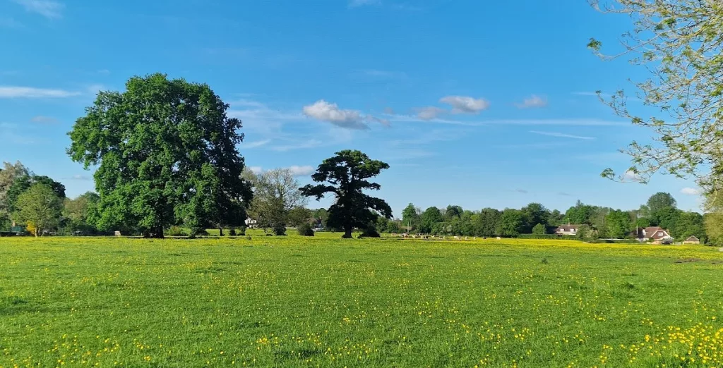 The image presents a serene spring meadow on a bright, sunny day. The meadow is a lush expanse of green grass sprinkled with numerous yellow wildflowers, likely buttercups, creating a cheerful, dotted pattern across the field. Dominating the scene are two large, mature trees in the center, with full, leafy canopies casting soft shadows on the ground beneath. The tree on the left has dense, vibrant green foliage, while the one on the right, slightly more isolated, has a broader spread of branches with a bit more openness in its canopy, allowing light to filter through. In the background, a line of trees and several quaint houses with sloped roofs can be seen, blending into the rural landscape and adding a sense of tranquility. The sky above is a bright, clear blue with only a few scattered clouds, indicating fair weather and enhancing the feeling of openness. On the far right, a thin branch with a few delicate leaves reaches into the frame, subtly framing the scene and adding depth. This idyllic countryside view captures the essence of a calm spring day, with the meadow's fresh green colors and cheerful wildflowers reflecting the renewal and growth of the season. The spacious, open sky and distant cottages evoke a peaceful, rural charm, inviting the viewer to imagine the quiet and simplicity of the countryside.
